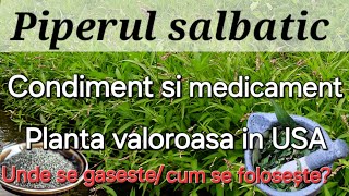 Piperul salbatic  Condiment si medicament Unde il gasesti cum arata [upl. by Hirsh761]