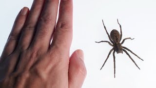 Wolf spider Lycosa grooming [upl. by Carthy]