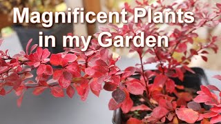 How Im growing Barberry in my Garden Secrets Barberries varieties  Alexas Garden [upl. by Lottie]