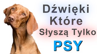 Dźwięki które słyszą tylko Psy [upl. by Fiertz]