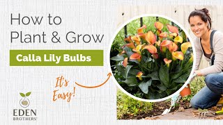 How to Plant and Grow Calla Lily Bulbs [upl. by Seely123]