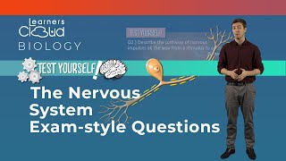 Test yourself The nervous system exam style questions [upl. by Odel]