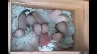 Baby ferrets at 33 days of age [upl. by Attenad72]