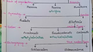 Mesozoa Parazoa Metazoa symmetry radial bilateral coelom Scizocoelom Entetocoelom zoology [upl. by Nwotna162]