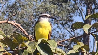 Great Kiskadee [upl. by Eneri]