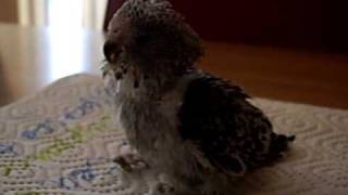 Baby Parakeet 4 weeks old [upl. by Savitt]