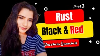 काला रतुआ और लाल रतुआ रोग  Black Rust amp Red Rust Disease  Puccinia graminis  Part 3 [upl. by Heeley]