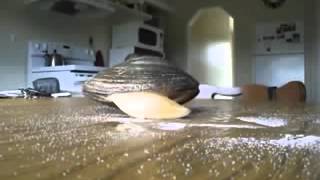 Live Clam Licks Salt On a Table [upl. by Yessydo67]