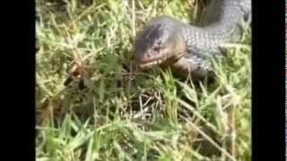 Rattlesnake eaten by Blue Indigowmv [upl. by Derf108]