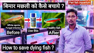 Aquarium fish diseases and treatment White spot amp Fungal infection Pari Aquarium Arif Momin [upl. by Sedgewinn867]