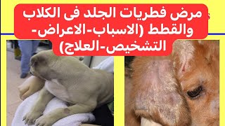 مرض فطريات الجلد فى الكلاب والقطط Ringworm Dermatophytosis in Dogs and Cats [upl. by Neenaj297]