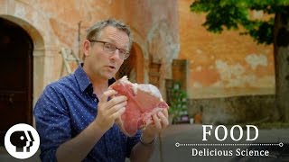 FOOD  DELICIOUS SCIENCE  The Maillard Reaction The Science Of The Sizzle  Clip  PBS Food [upl. by Erroll]