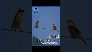 수컷 때까치와 때까치 유조 비교해보기 Bullheaded shrike Lanius bucephalus [upl. by Iba]