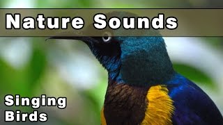 SINGING BIRDS Nature Sounds  12 Hours  Sounds of Nature  Gracefully Relax and Unwind [upl. by Xonnel699]