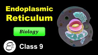 Endoplasmic Reticulum  The Fundamental Unit of Life  9  for Class 9 in Hindi [upl. by Assecnirp]