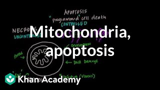 Mitochondria Apoptosis and Oxidative Stress [upl. by Thagard]