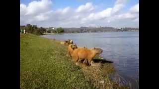 Capivara amamentando seus filhotes na beira da lagoa central  Lagoa Santa MG [upl. by Ronacin]