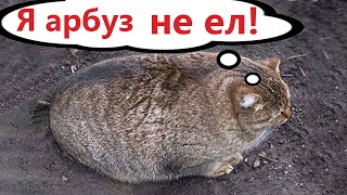 Приколы с котами Самая смешная ОЗВУЧКА животных Смешные коты [upl. by Ahsiekyt125]