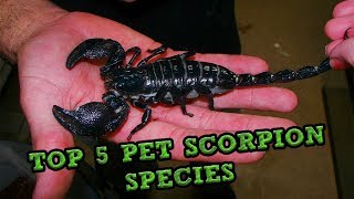 Top 5 Pet Scorpion Species [upl. by Lyndell361]