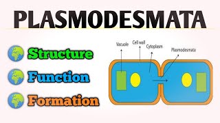 PLASMODESMATA Structure And Function  Protoplasmic Bridge of Plant Cell [upl. by Lundell]