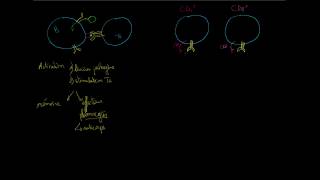 Synthèse sur les lymphocytes B lymphocytes T CD4 et CD8 [upl. by Iblok949]