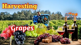 How to Harvesting Grapes by Modern Machine to Making Wines phtv grapes wine [upl. by Ahtar]