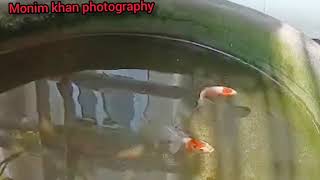 Gold Fish in Small Pond  Female Gold Fish  Male Gold Fish  Golden Fish [upl. by Eilloh745]