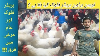 Breeder Flock Of Lohman Brown  Lohman Brown Farming  Naqvi Poultry  03324199269 [upl. by Ainafetse]