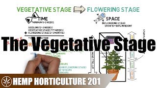 What To Do In The Vegetative Stage [upl. by Femi265]