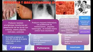 Parasitología C14 Uncinariasis y Estrongiloidiasis [upl. by Alebasi]