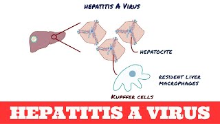 Hepatitis A Virus [upl. by Viscardi]