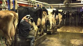 Milking time at Mosnang Holsteins [upl. by Anead174]