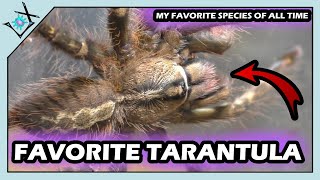 My FAVORITE Tarantula SPECIES  Poecilotheria ornata【Tarantula Molts amp Showcase】 [upl. by Sancho]