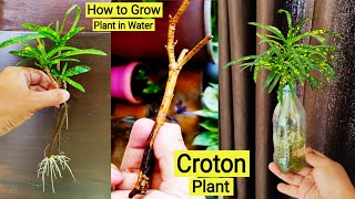 Plant that you can grow in waste plastic bottle  ये पौधे आप पानी में उगा सकते हैं  Croton plant [upl. by Yrahca]