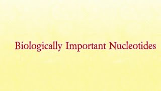 Biologically Important Nucleotides  Biochemistry nucleotides nucleotide [upl. by Noe]