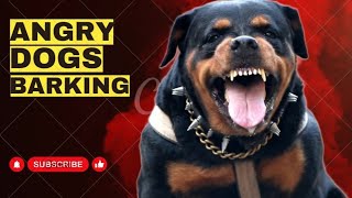 Angry Rottweiler Dog BARKING And Growling Loud 2023 [upl. by Montague]