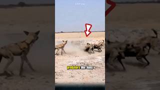 Why are wild dogs the most successful predators in Africa animals wilddog [upl. by Waylon]