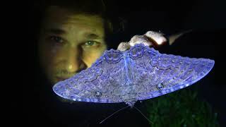 GIANT BLACK WITCH MOTH Ascalapha odorata  Entomologist admires insect [upl. by Viafore]