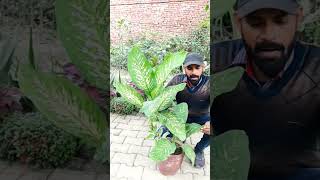 Dieffenbachia Plant care and benefits cutting winter dieffenbachia plant care colourful its [upl. by Ifar]