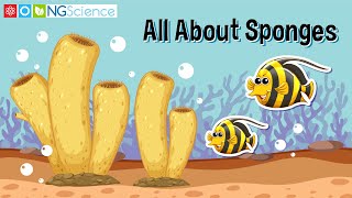 All About Sponges [upl. by Ttenrag]