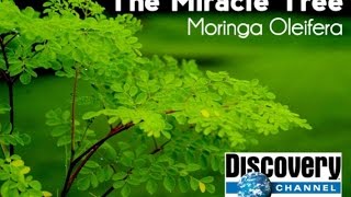 Discovery Channel  Moringa Oleifera [upl. by Maro]