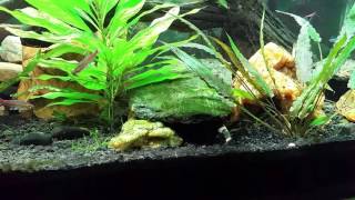 My BGKF Tank w Tiger Barbs Tetras and Rasboras [upl. by Airb]