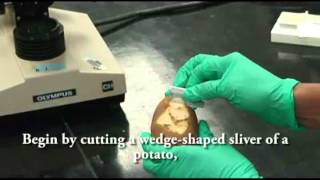 Potato Staining for Microscopy  A Level Biology [upl. by Azenav]