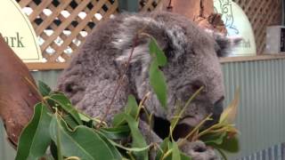 Petting a Koala [upl. by Mellins]