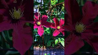 Red clematis flowers trending flowers clematis shorts [upl. by Jeralee996]