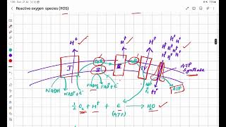 Reactive Oxygen Species [upl. by Llednew]