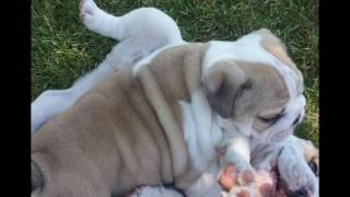 FREE ENGLISH BULLDOG PUPPIES FOR ADOPTION 14 WEEKS [upl. by Ameekahs409]