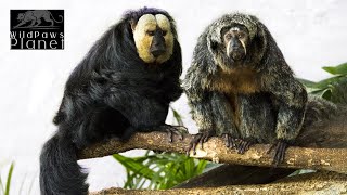 WhiteFaced Saki Monkeys Exploring the Enigmatic Primate World [upl. by Wilfred553]