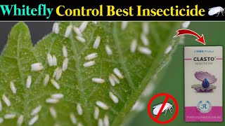 Whitefly Control Best Insecticide  Clasto Insecticide Tata Rallis New Product [upl. by Erdna]