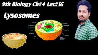 Lysosomes Urdu Hindi 9th Class Biology Chapter4 Lec16  lysosomes cells cytology [upl. by Bianchi929]